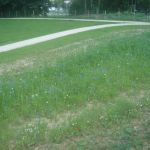 entretien espaces verts554