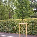 entretien espaces verts545